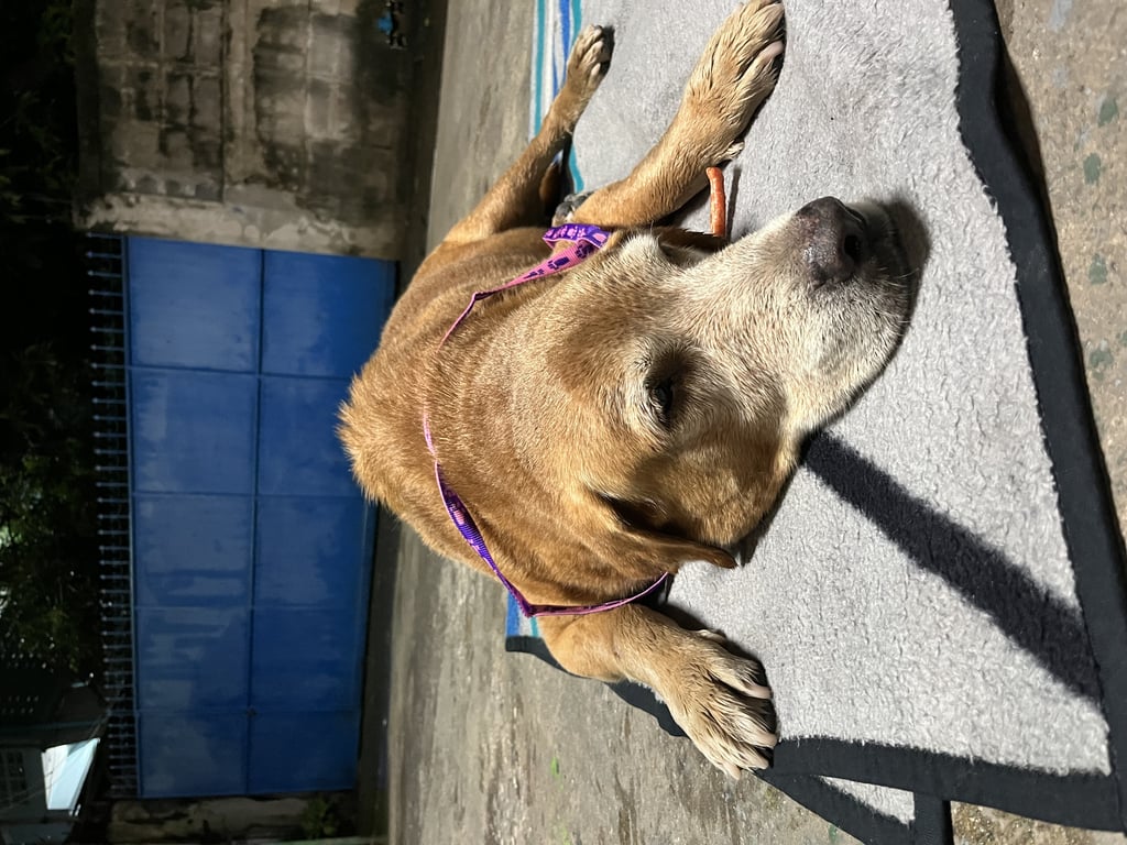 ตามหาเจ้าของหมา พบน้องเเินอยู่แถวถนนจันทน์ วัดไผ่เงิน