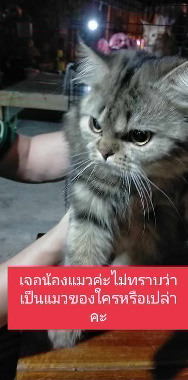 ตามหาเจ้าของแมว 