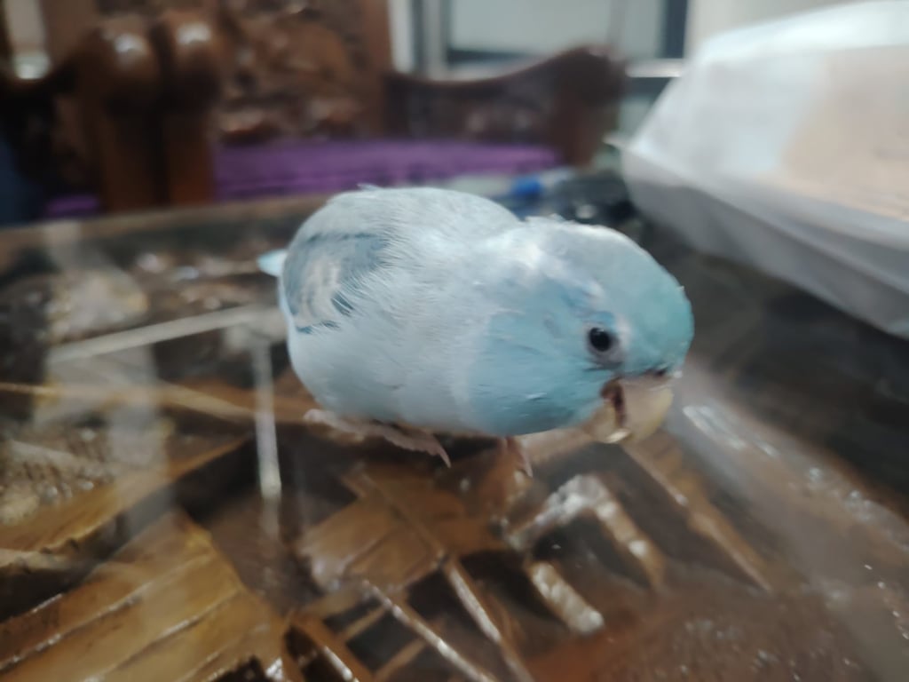 เฮงศรี