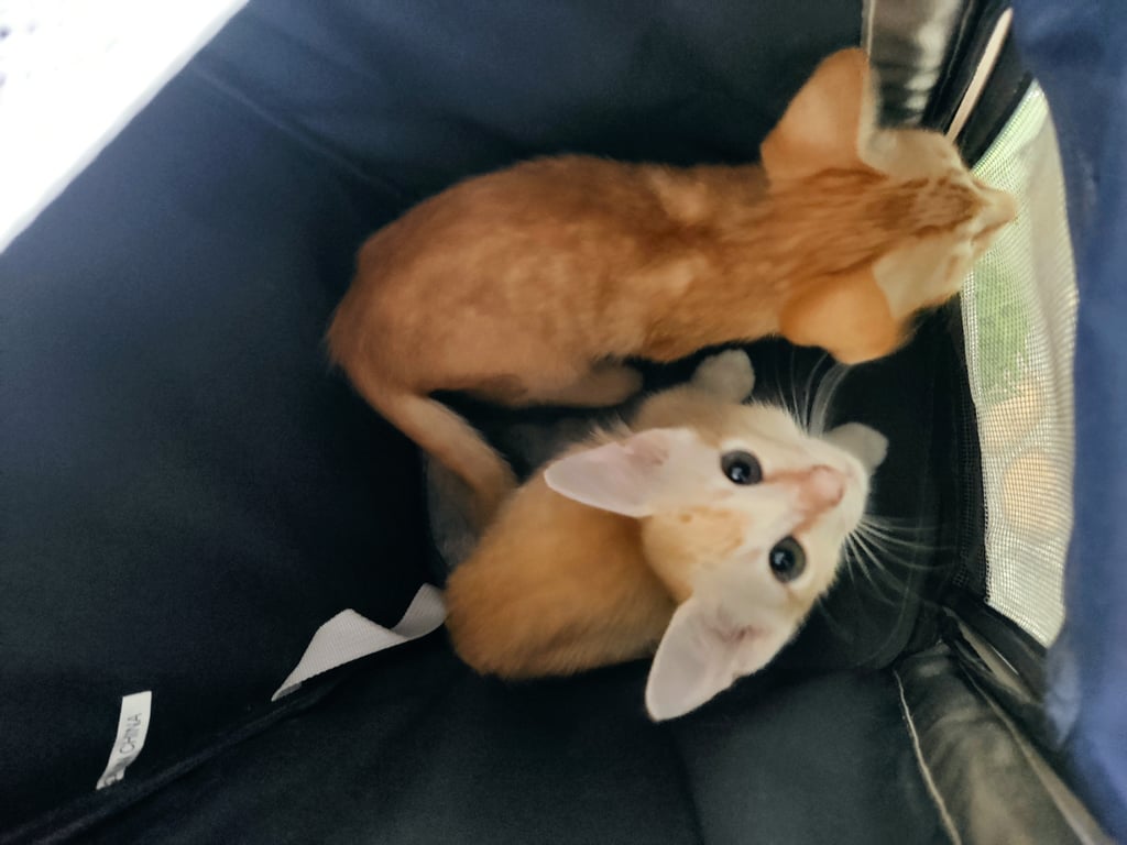 ตามหาเจ้าของแมว น้องอย่านมแล้วค่ะ อายุ2เดือน เจ้าของเก่าย้ายบ้านแล้วทิ้งแม่น้องไว้ คลอดมา 4 ตัว สีส้มหมด ตัวผู้หมดค่ะ มีคนเอาไปดูแลแล้ว2 ตัว เหลืออีก2ตัวค่าาา