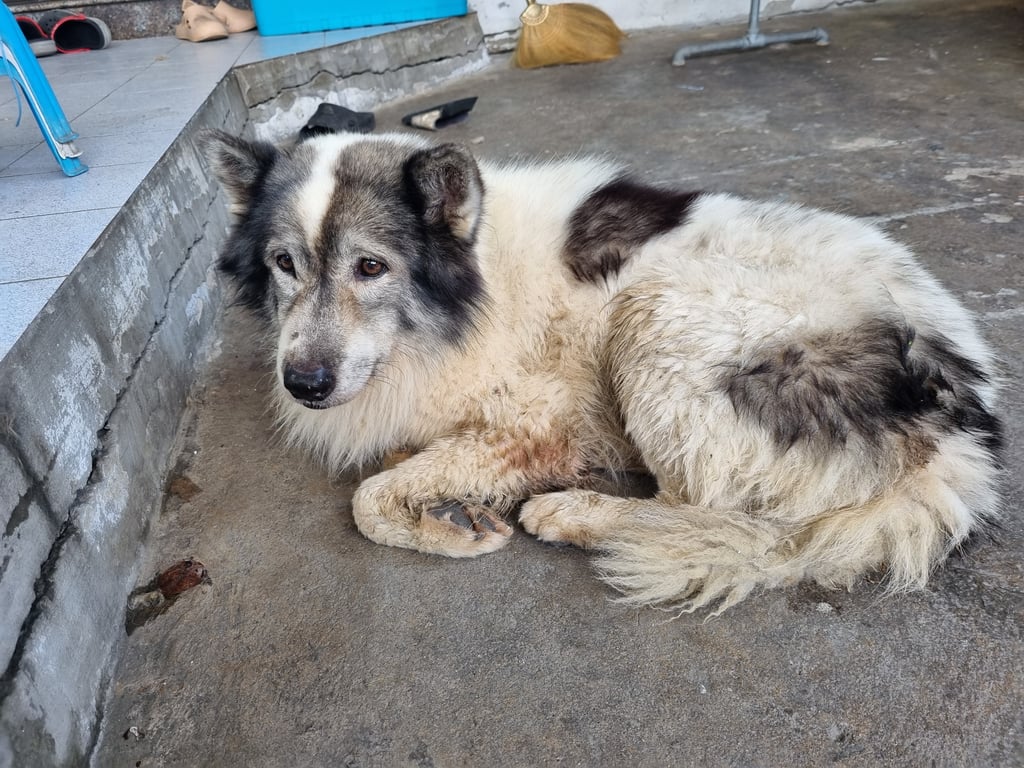 ตามหาเจ้าของหมา น้องหลงมาจากไหนไม่รู้ แต่ตอนนี้น้องอยู่ที่ สวนผัก 48
น้องไม่ดุจับได้คะ พูดรู้เรื่อง