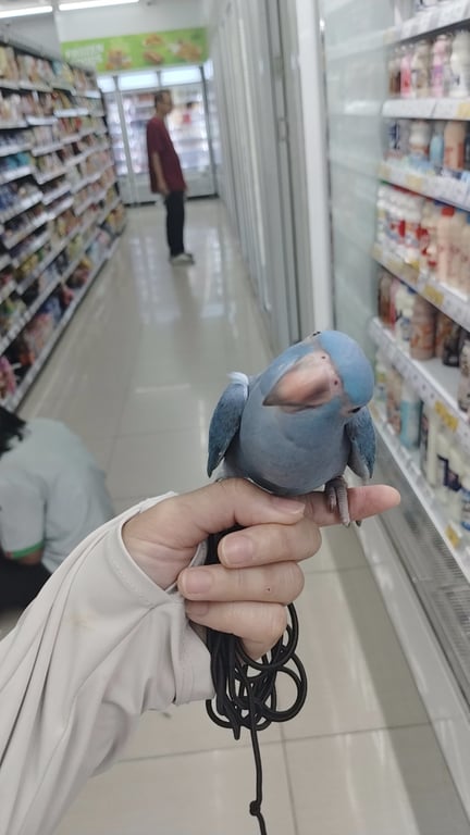 โอลีฟ