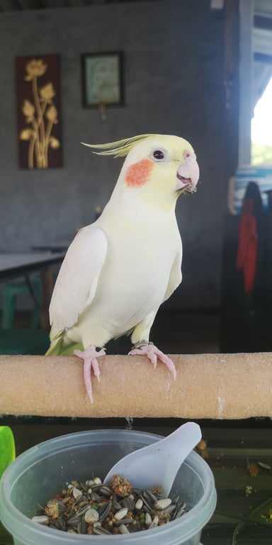 คุ๊กกี้