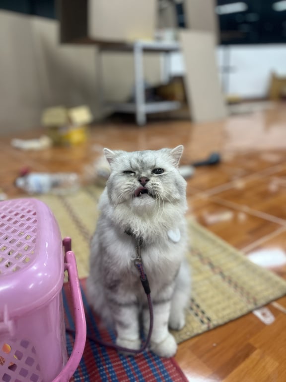 เงินฟู