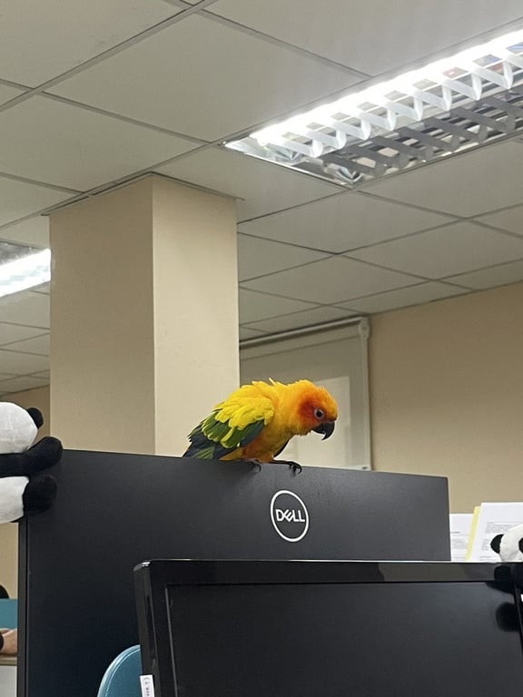 ตามหาเจ้าของนก 