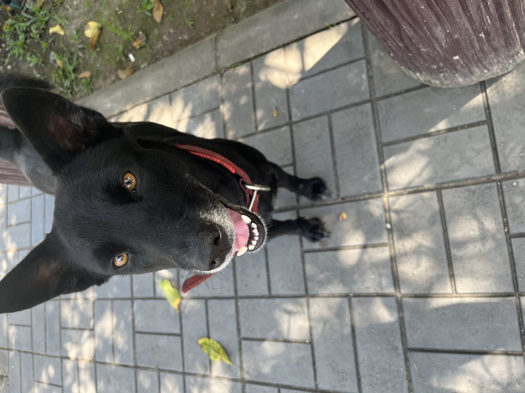 ตามหาเจ้าของหมา ขอบปากสีขาว