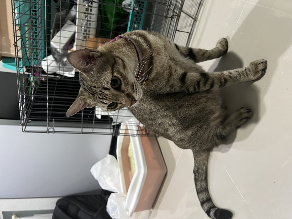 ตามหาเจ้าของแมว แมวลายสลิด ตาสีเหลือง นิสัยเชื่องมากๆ