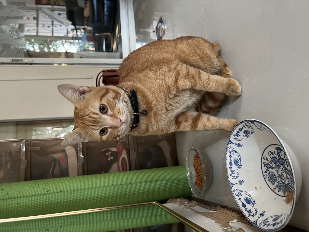 ตามหาเจ้าของแมว เพศผู สีส้ม ยังไม่ทำหมัน