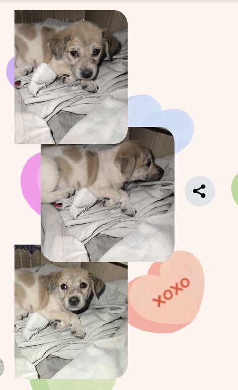 ตามหาเจ้าของหมา ประกาศ หาบ้านให้น้อง

น้องเป็น ดญ. 

the stories 
น้องติดอยู่ข้างในห้องเครื่องรถยนต์ ...

โดยเจ้าของรถรู้ว่ามีหมาติดมาในห้องเครื่อง จึงได้ขอให้ช่างนำออกไปและจากไปโดยโยนภาระมาให้กับช่าง ... .... 

ดังนั้น หนูยังไม่มีบ้านนะ อายุหนูก็ 2 เดือน 
วัยกำลังฝึกเลย ❤️