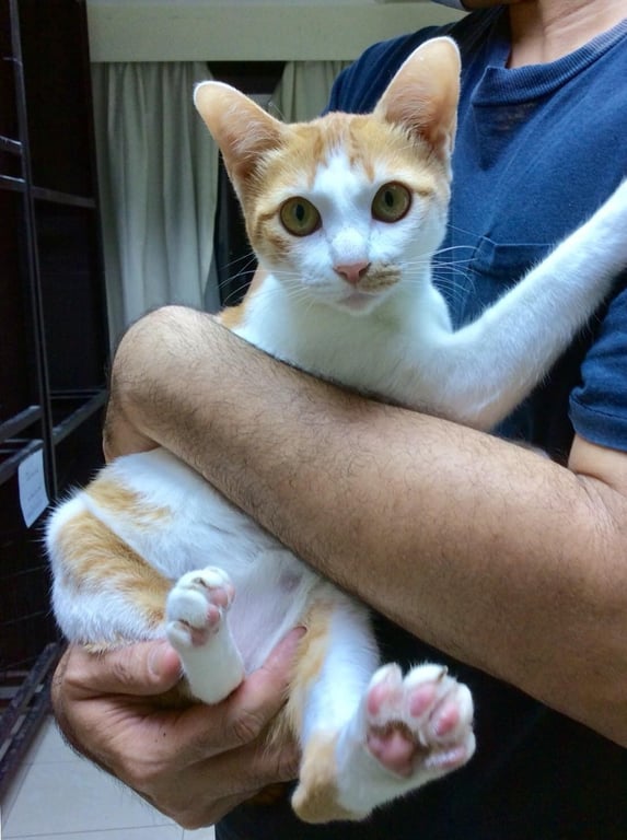 ตามหาเจ้าของแมว น้องแมวหาบ้าน น้องน้ำฝน เพศเมีย อายุประมาณ 4 เดือน นิสัยน่ารัก ขี้อ้อนมาก เจออยู่บนสะพาน ตอนฝนตกหนัก ตรวจเบื้องต้นแล้วไม่เป็นลูคิเมีย ไม่เป็นเอดส์แมว ทำวัคซีน ไข้หัดหวัดแมว 3 เข็ม และพิษสุนัขบ้า 2 เข็ม
ตอนนี้ฝากเลี้ยงอยู่โรงพยาบาลแถวลาดพร้าววังหิน
📍พิกัด : ลาดพร้าววังหิน
📌คุณป๋อม 089-896-4105
📌Line ID : passavarin