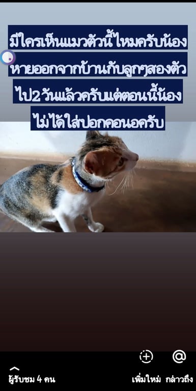 มีโชคไปกับลูกสองตัวไม่ได้ใส่ปลอกคอ