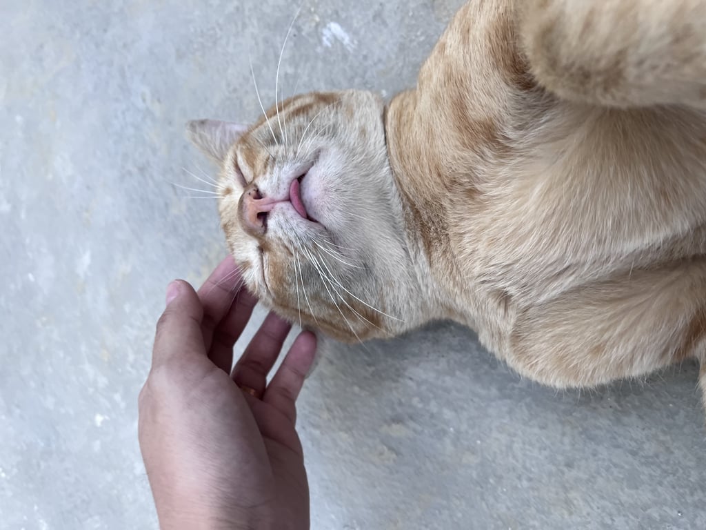 ตามหาเจ้าของแมว หากรับน้องทางผู้ประกาศจะช่วยสนับสนุนค่าทำหมันและค่าฉีดวัคซีนค่ะ