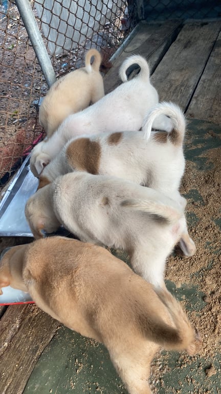 ตามหาเจ้าของหมา 