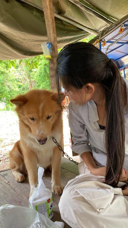 หมีขาว
