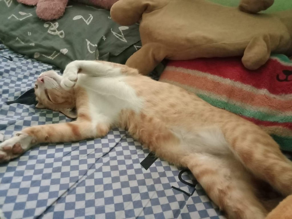 ตามหาเจ้าของแมว เพศ ผู้ น่าจะทำหมันแล้ว ติดคน เชื่อง ฉลาด นวดเป็น ขี้อ้อน