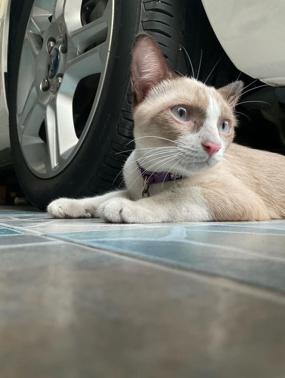 ตามหาเจ้าของแมว หน้ากากสีน้ำตาลอ่อนมีถุงเท้าสีขาว ขาข้างซ้าย