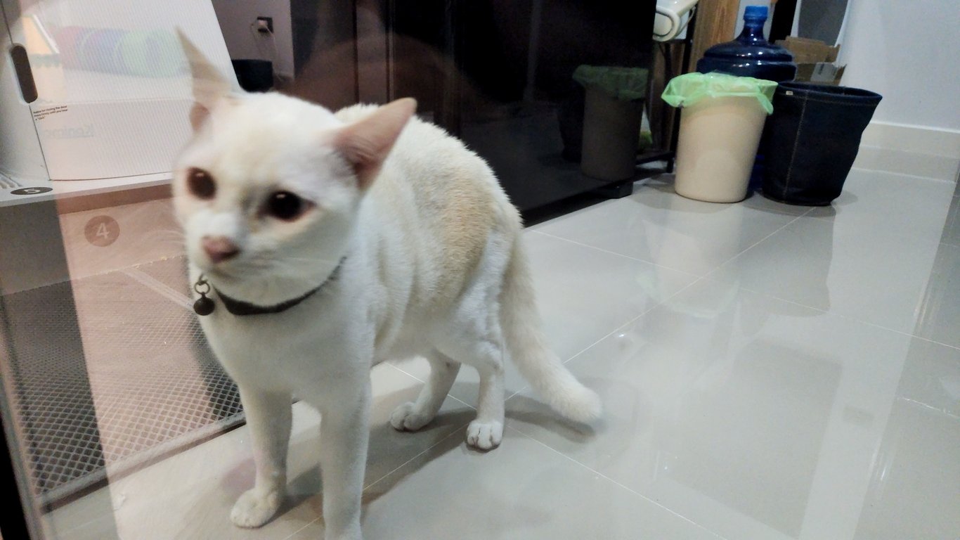 ตามหาเจ้าของแมว ตาสีฟ้า ยังไม่ทำหมัน