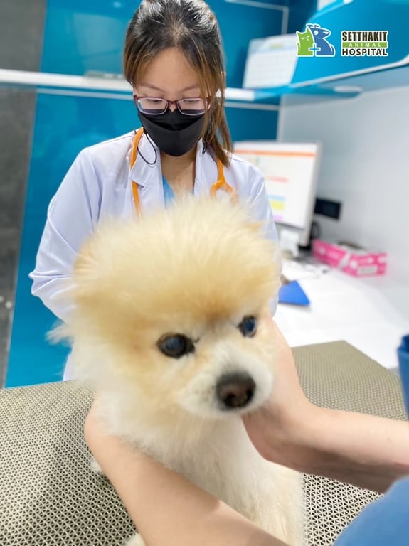 โรงพยาบาลสัตว์เศรษฐกิจสัตวแพทย์ (Setthakit Animal Hospital) กรุงเทพฝั่งธนบุรี บางแค