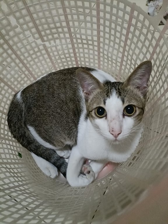 อาเธอร์