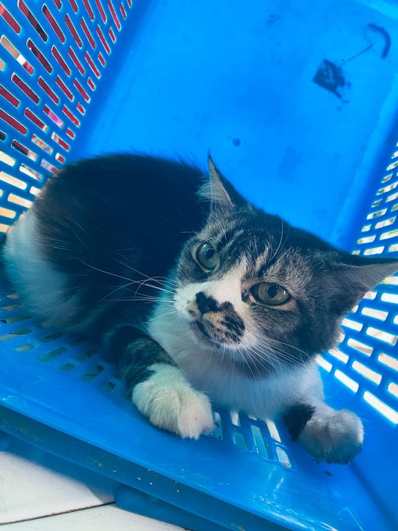 ตามหาเจ้าของแมว น้องเป็นเปอร์เซียปากคาบแก้วเพศเมียนิสัยเชื่องมากค่ะ