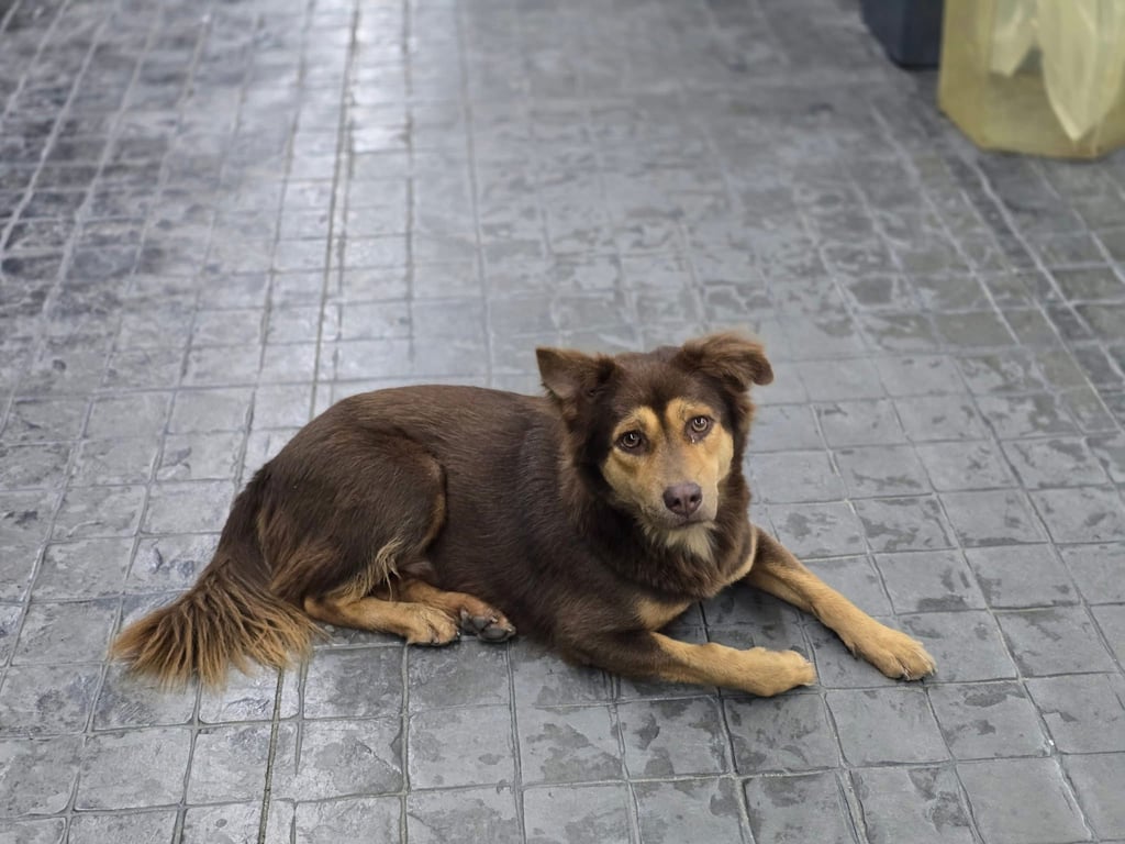 ตามหาเจ้าของหมา หมาสีน้ำตาลเหมือนผสมบางแก้วพันทาง หน้าตาดูดีเหมือนมีเจ้าของ ตัวผู้  พนักงาน 7-11 บอกไม่เคยเห็นมาก่อน พิกัดพบเจอ ปั๊ม ปตท ถนนเทพรักษ์  ( ตัดใหม่วัชรพล) ข้างปั๊ม PT  

เผื่อใครเป็นเจ้าของ หรือ หน้าตาคุ้นๆ แวะมารับมาหน่อย