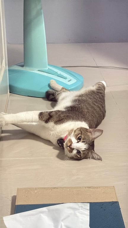 มอมอมม