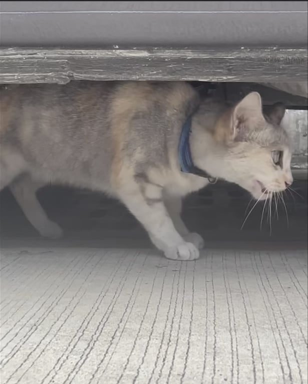 ตามหาเจ้าของแมว 