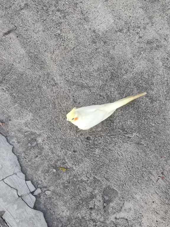 ตามหาเจ้าของนก นกสีขาว(ไม่ทราบสายพันธุ์) ลายสีเหลืองที่หัวและหาง มีจุดสีส้มที่บริเวณคอด้านข้าง