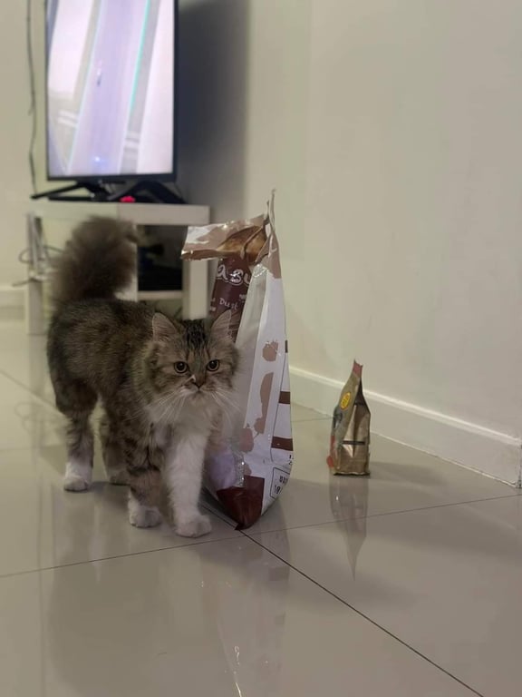 ตามหาเจ้าของแมว ขนฟู