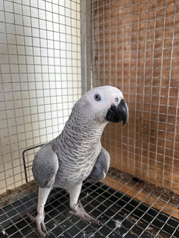 โคโค่