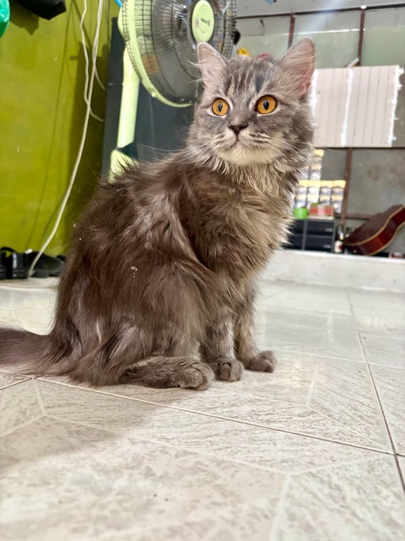 อั่งเปา
