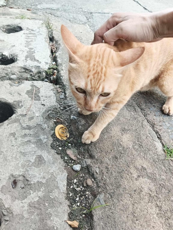 ตามหาเจ้าของแมว ถูกสุนัขไล่มา พบเจอ บริเวณ ระหว่าง ชุมชนเมตตา 2 กับ ชุมชนเมตตา 3 ตอนนี้ ร้านขายใบกระท่อม ตึกนพน้อมอพาร์ทเม้นท์ ได้ดูแลไว้