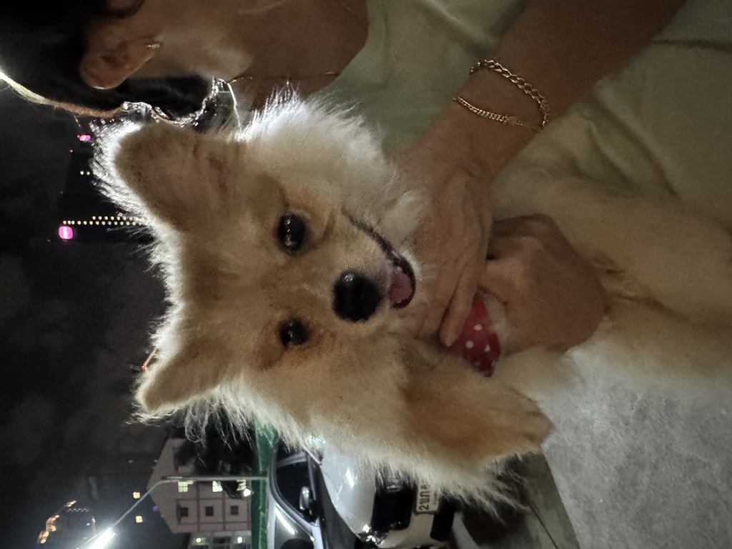 ตามหาเจ้าของหมา ดวงตากลมโต