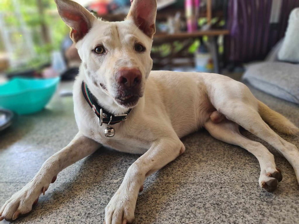 ตามหาเจ้าของหมา 