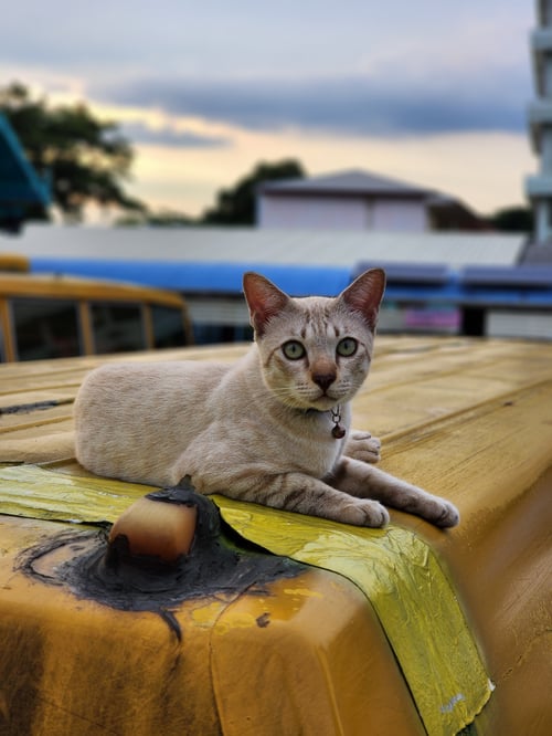 เมฆ