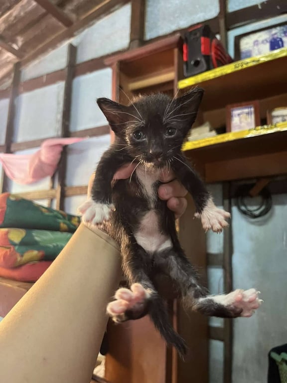 ตามหาเจ้าของแมว หาผ้อุปการะ ด่วน!! ก่อนถูกเอาไปปล่อยเพราะขี้เยี่ยวเหม็นมาก เจ้าของบ้านบ่นแล้ว หากไม่ได้บ้านคงถูกนำไปปล่อย

ผู้ 2 เมีย1(สลิด)
ลาดกระบัง โทรหรือไลน์ 0969147526
คัดบ้าน