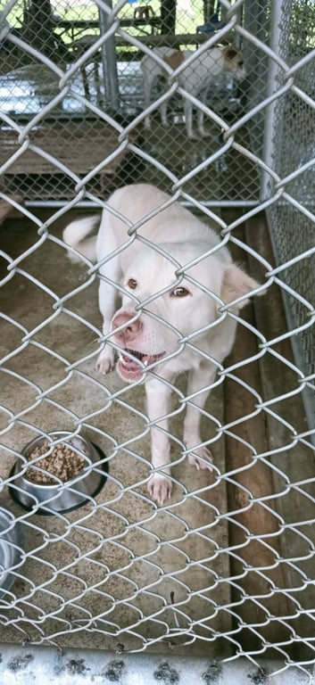 ตามหาเจ้าของหมา อายุประมาณ 2 ปี หน้าฝรั่ง จมูกชมพู  เคยกินนอนอยู่กับแมว และเคยมีเจ้าของแต่เสียชีวิตจาการถูกไฟช็อตเพราะไปช่วยหมาของเพื่อนบ้านที่เป็นข่าว