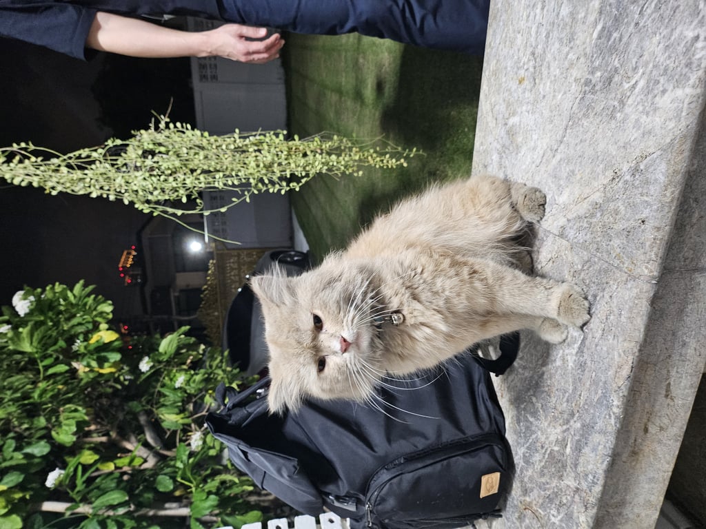 ตามหาเจ้าของแมว ขนยาว หางฟู เชื่องมาก ตอนนี้มอมแมมแล้วน่าจะหลุดมาหลายวันแล้ว