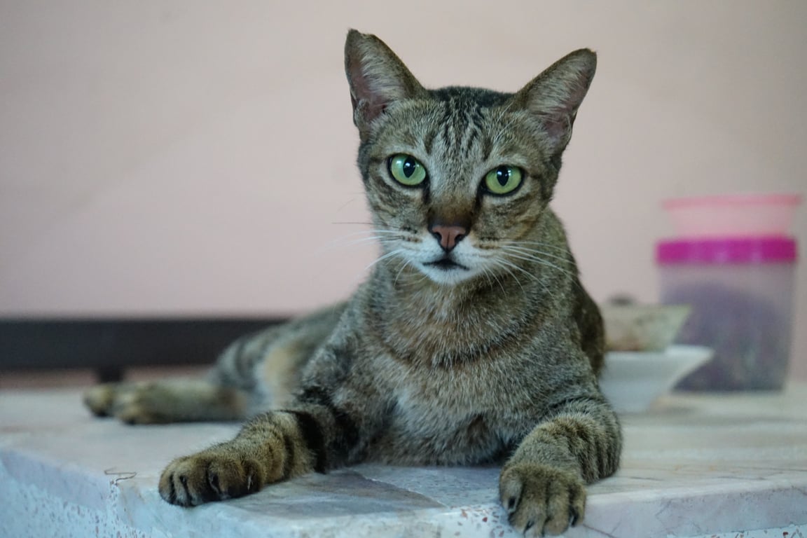 หนูเล็ก