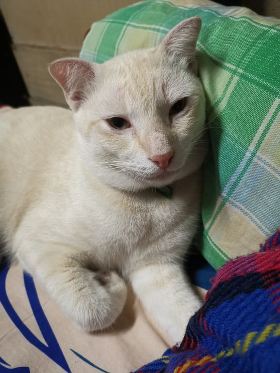 ปื๊ด