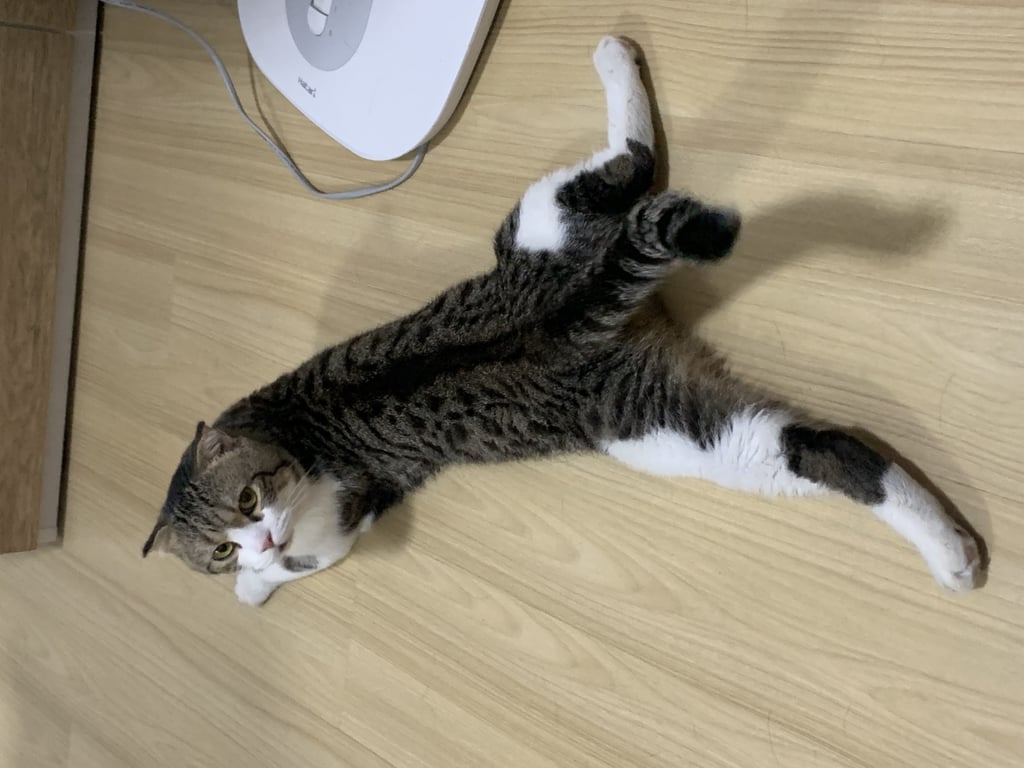 ตามหาเจ้าของแมว น้องสกอตติชเพศผู้ ลายขาวดำขี้อ้อนมากๆ ครับ