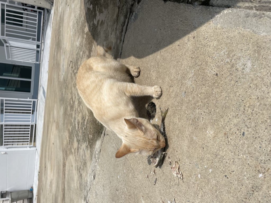 ตามหาเจ้าของแมว น้องแมวส้มเพศเมีย เชื่อง ขี้ออ้น หลงมา อาจหลงกับเจ้าของเดิม แถวไทรน้อย นนทบุรี