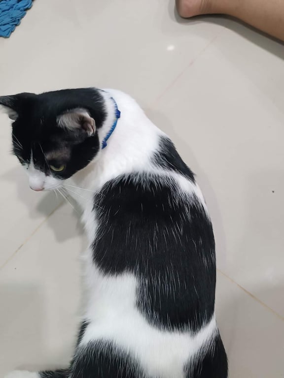 ซูโม่