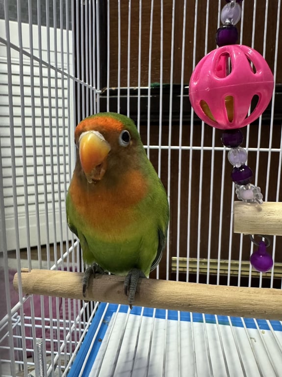 ตามหาเจ้าของนก นกแก้วพันธุ์เลิฟเบิร์ดมีขอบตา