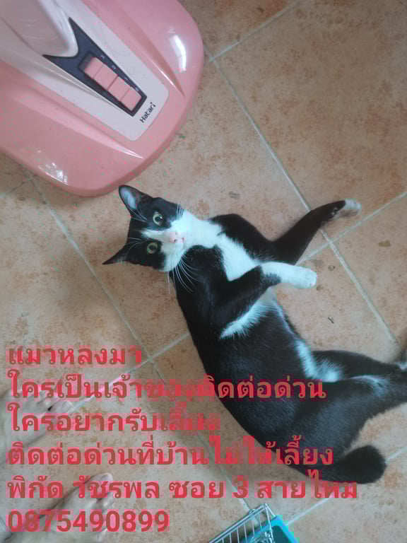 ตามหาเจ้าของแมว น้องหลงมา ที่บ้านไม่ให้เลี้ยง น้องเชื่องมาก ใครต้องการแมว นัดรับได้ค่ะ เราอาจยื้อเลี้ยงให้ได้ไม่นาน