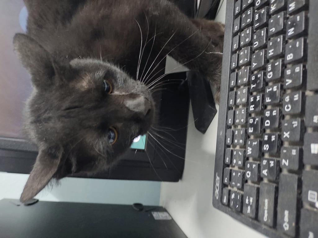 ตามหาเจ้าของแมว 