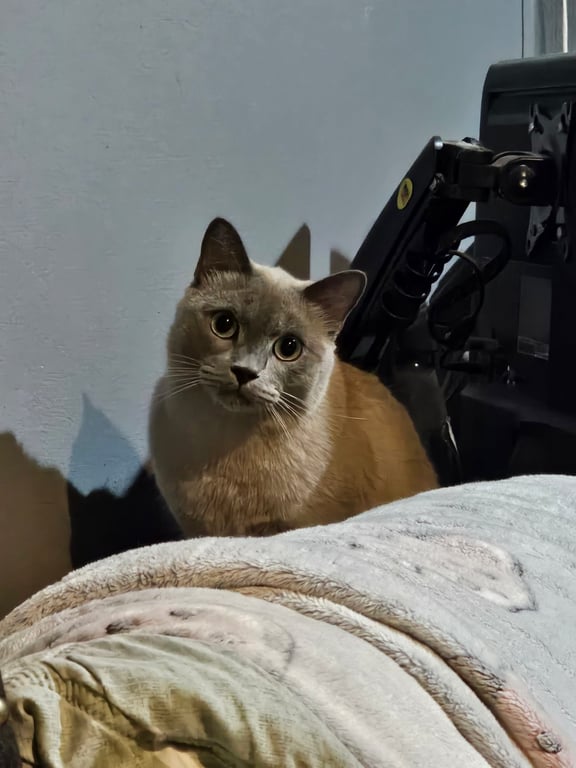 ตังตัง