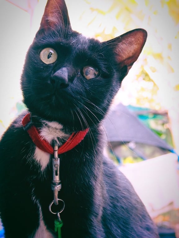 ตามหาเจ้าของแมว น้องหางคด ตาด้านซ้ายมีฝ้า