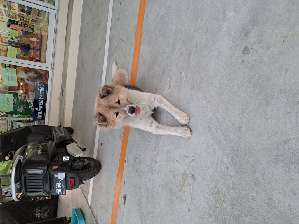 ตามหาเจ้าของหมา 