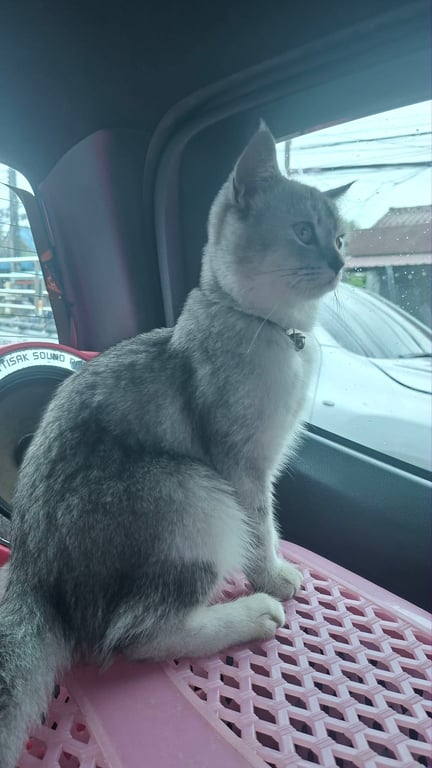 ไข่ตุ๋น